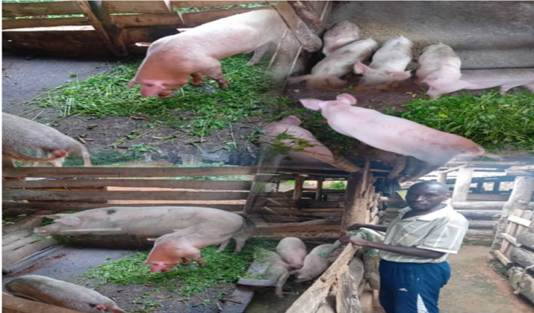 Lule in his pigsties