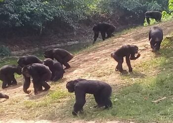 A Glimpse into the Fascinating World of Chimpanzees